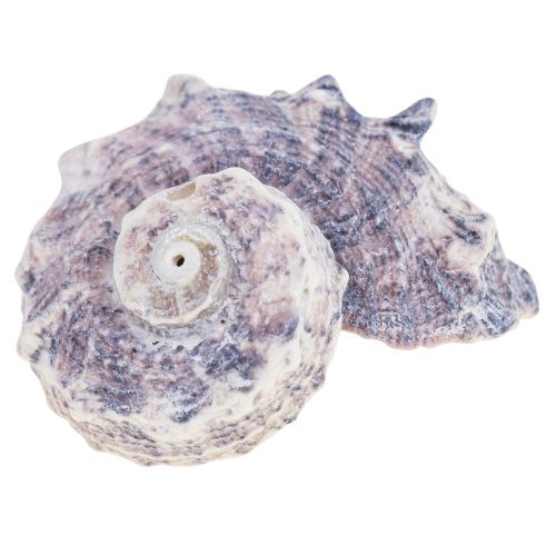 Floristik24 Caracoles Deco Caracoles De Mar Púrpura Blanco 3-6cm 250g