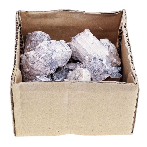 Floristik24 Caracoles Deco Caracoles De Mar Púrpura Blanco 3-6cm 250g
