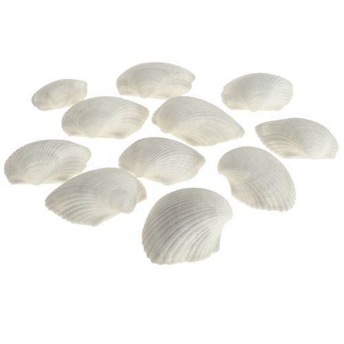 Shell Deco Conchas Blancas Berberechos vacíos 5cm 250g