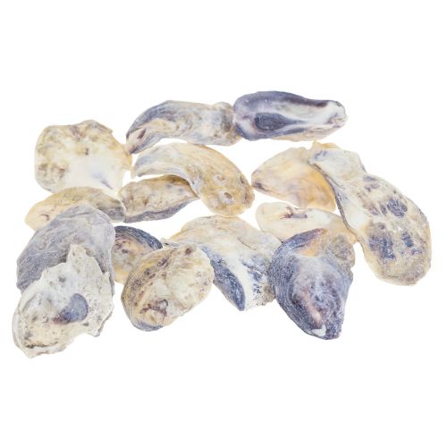 Floristik24 Conchas de ostra deco conchas decoración natural 2-6cm 250g