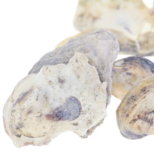 Floristik24 Conchas de ostra deco conchas decoración natural 2-6cm 250g