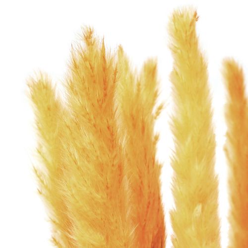 Artículo Decoración de hierba de pampa, hierba de pampa seca hierba de pampa amarilla 74cm 10 piezas