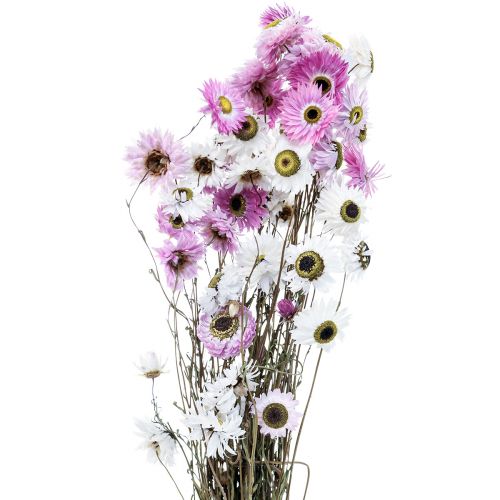 Flores secas Flores de paja rosadas blancas 40-45cm 30g