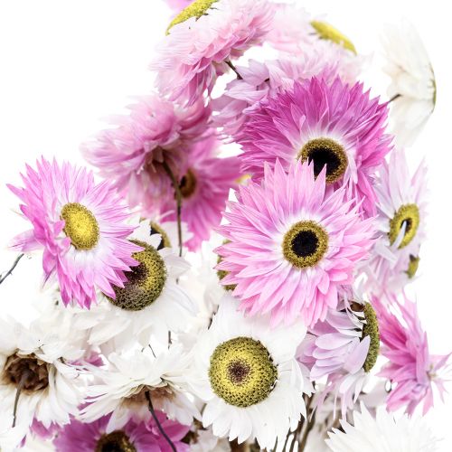 Artículo Flores secas Flores de paja rosadas blancas 40-45cm 30g