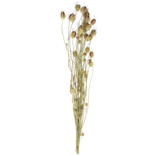 Floristik24 Nigella flor seca Jungfer im Grünen floristería seca 24-45cm 20g