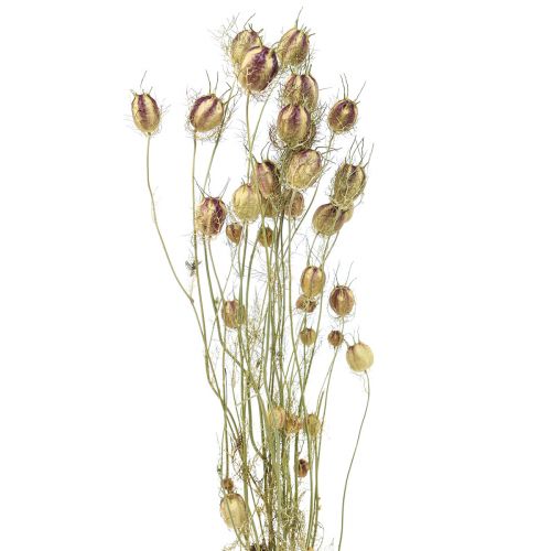 Floristik24 Nigella flor seca Jungfer im Grünen floristería seca 24-45cm 20g