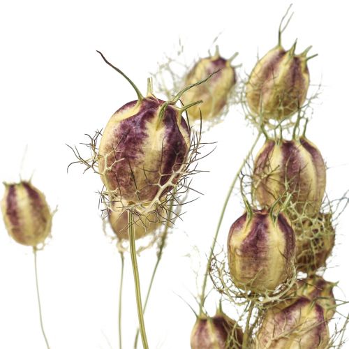 Floristik24 Nigella flor seca Jungfer im Grünen floristería seca 24-45cm 20g