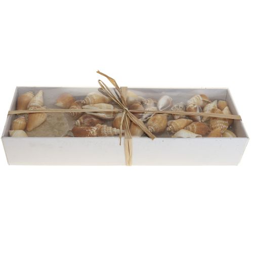 Artículo Capiz mejillones caracol decoracion maritima marron blanco 600g