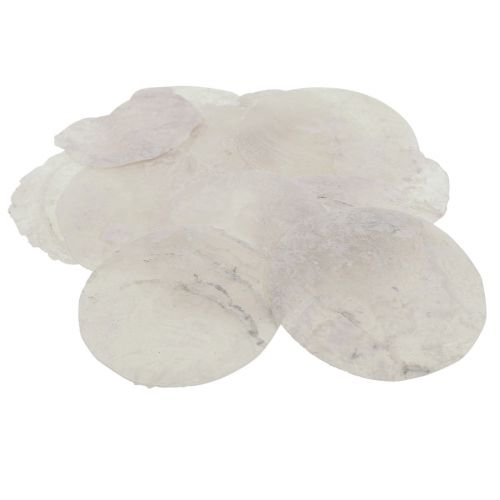 Floristik24 Conchas Capiz discos de nácar decoración marítima Ø7cm 600g