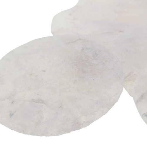 Floristik24 Conchas Capiz discos de nácar decoración marítima Ø7cm 600g