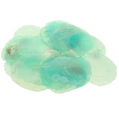 Floristik24 Conchas de capiz, discos de capiz, discos de nácar turquesa 6,5–9,5 cm 650 g