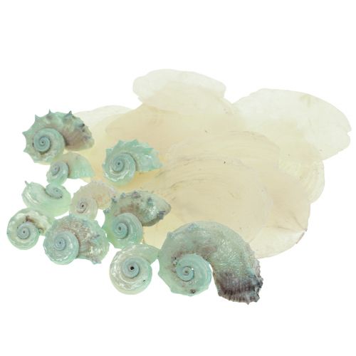 Floristik24 Capiz concha de nácar rodajas de nácar concha de caracol de mar verde 2–9cm 650g