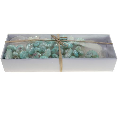Floristik24 Capiz concha de nácar rodajas de nácar concha de caracol de mar verde 2–9cm 650g