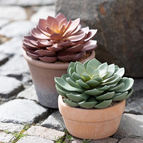 Artículo Planta suculenta en maceta Echeveria artificial verde Ø15cm