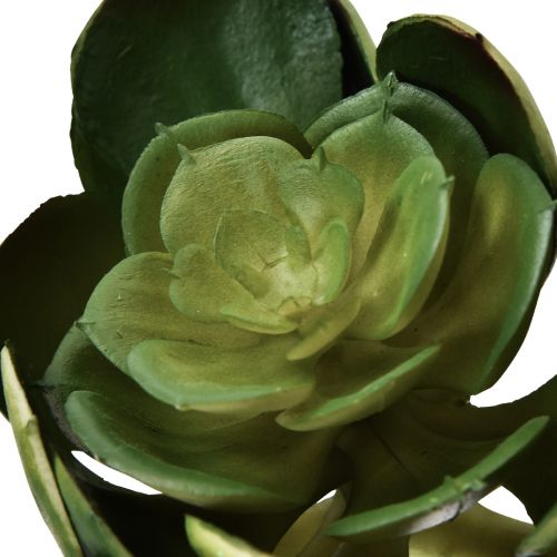 Floristik24 Planta artificial suculenta artificial Echeveria Ø7cm