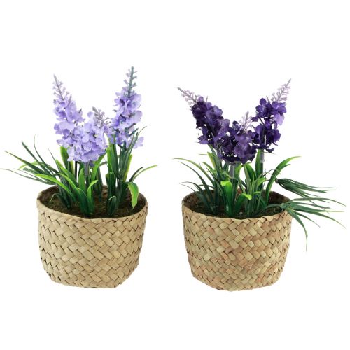 Floristik24 Jacinto artificial en maceta algas marinas azul violeta 16/17cm 2ud