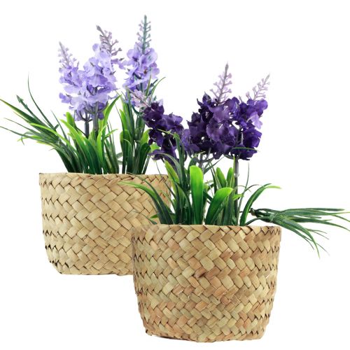 Floristik24 Jacinto artificial en maceta algas marinas azul violeta 16/17cm 2ud