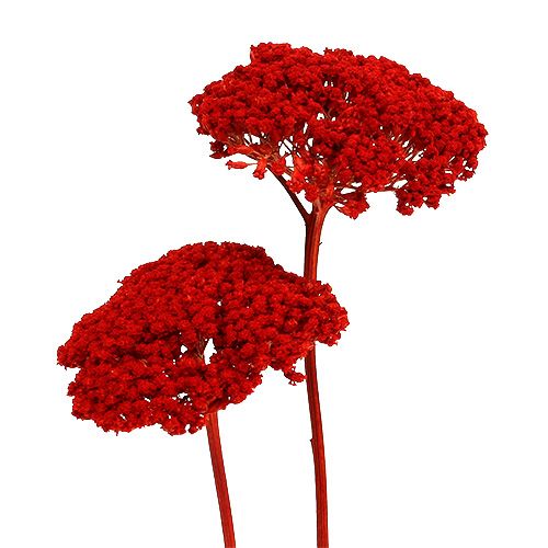 Floristik24 Achillea 1kg rojo amapola