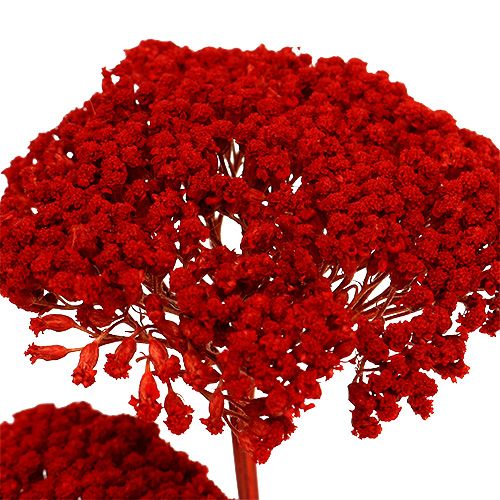 Floristik24 Achillea 1kg rojo amapola