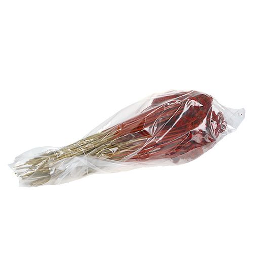 Floristik24 Achillea 1kg rojo amapola