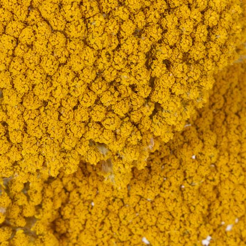 Flores secas de milenrama