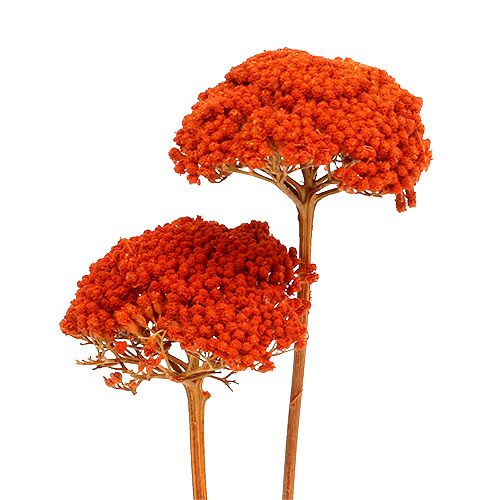 Artículo Achillea Naranja Flores Secas Milenrama 45-60cm 1kg