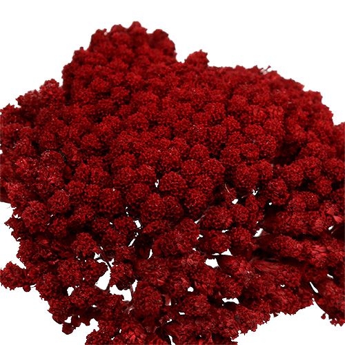 Floristik24 Achillea 1kg vino tinto