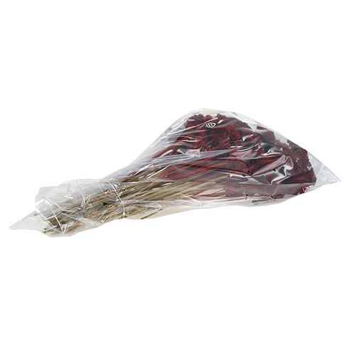 Floristik24 Achillea 1kg vino tinto