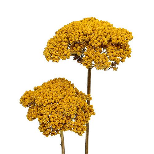 Floristik24.es Achillea 1kg natural - comprar barato en línea