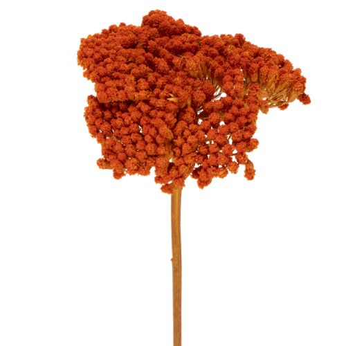 Flores secas de Achillea Orange, milenrama, 45-60 cm, 1 kg comprar | Floristik24.es