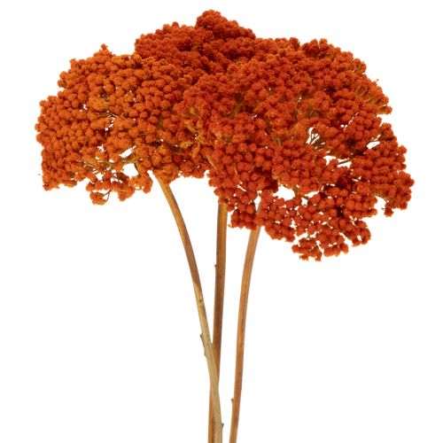 Flores secas de Achillea