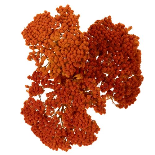 Flores secas de Achillea