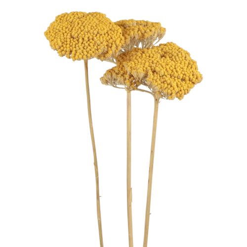 Milenrama Flores Secas Decorativas Achillea Millefolium Amarillo 3uds