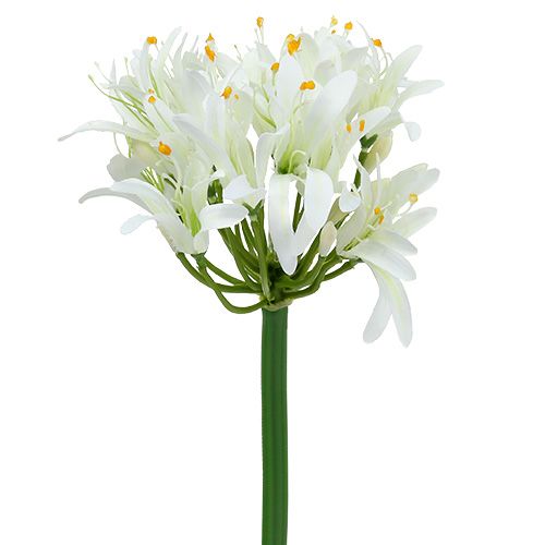 Floristik24 Agapanto blanco 78cm 1ud