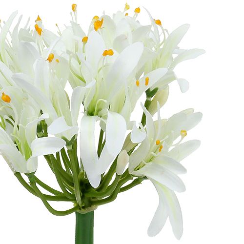 Floristik24 Agapanto blanco 78cm 1ud