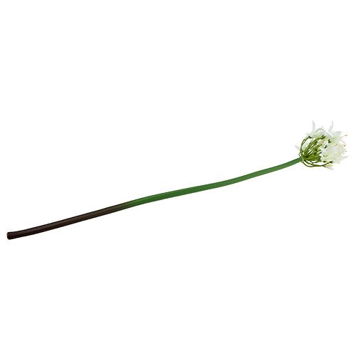 Floristik24 Agapanto blanco 78cm 1ud