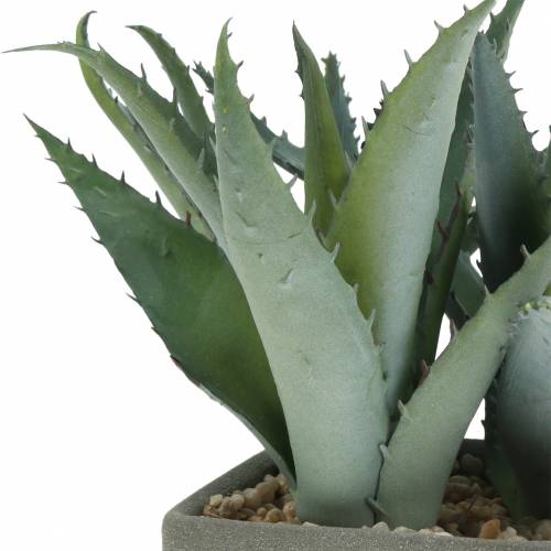 Floristik24 Agave suculento en maceta Al 17cm