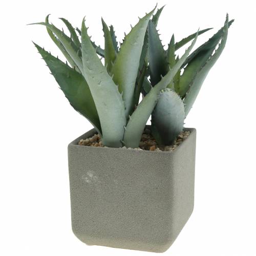 Floristik24 Agave suculento en maceta Al 17cm