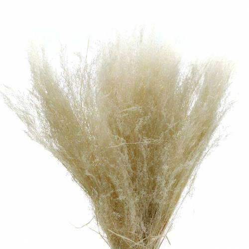 Floristik24 Hierba seca Agrostis blanqueada 40g