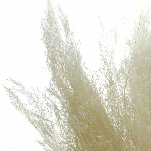 Floristik24 Hierba seca Agrostis blanqueada 40g