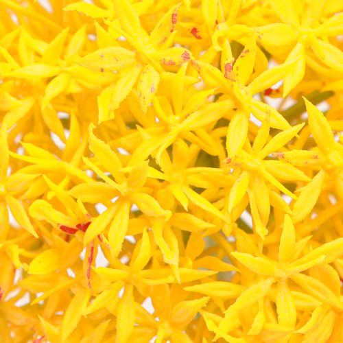 Artículo Cebolla Artificial Flor Amarilla Allium 80cm Ø14,5cm 2uds