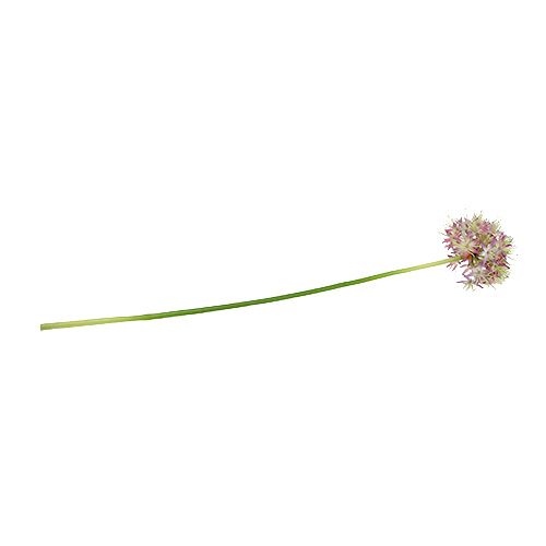 Floristik24 Allium violeta claro L76cm