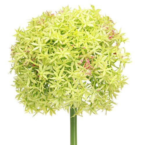 Artículo Cebolla ornamental artificial flor verde Allium Ø18cm 90cm
