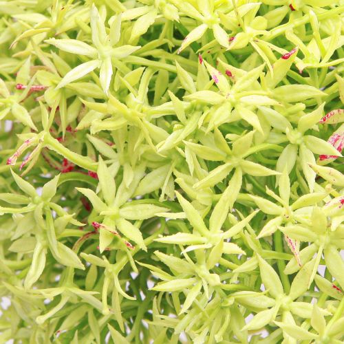 Artículo Cebolla ornamental artificial flor verde Allium Ø18cm 90cm