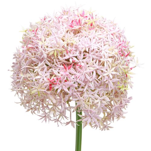 Floristik24 Allium con flores rosas cebolla artificial Ø18cm L90cm