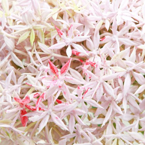 Artículo Allium con flores rosas cebolla artificial Ø18cm L90cm