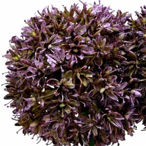 Floristik24 Allium ornamental púrpura artificial 70cm 3pcs