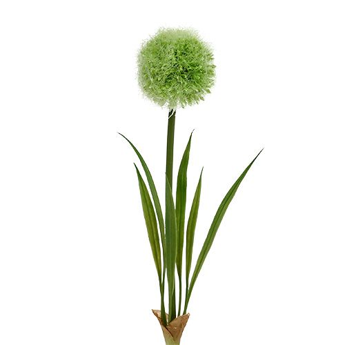 Allium verde L37.5cm 4uds
