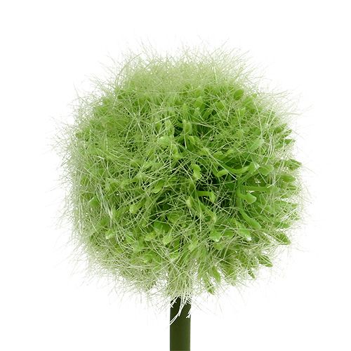 Floristik24 Allium verde L37.5cm 4uds