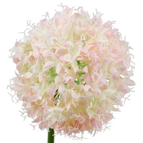 Artículo Allium crema rosa Ø15cm L70cm